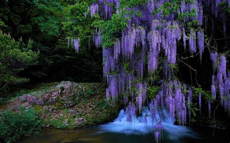 Image result for Purple Tree