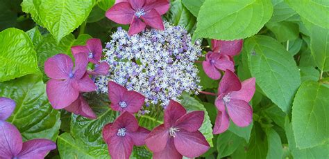 Hydrangea 'Strawberries and Cream' – Maryflower