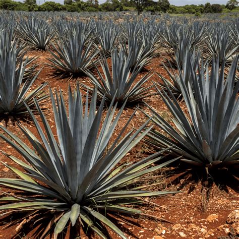 A Comprehensive Discussion: What Does Mezcal Taste Like?