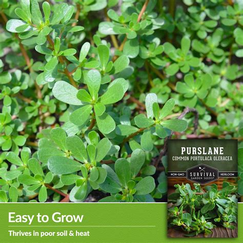 Common Purslane Seed - Portulaca Oleracea - SurvivalGardenSeeds