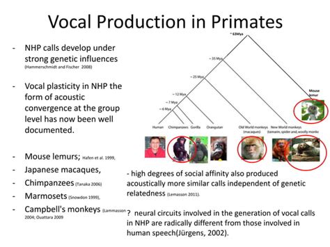 Image result for Early Humans Evolution of Language