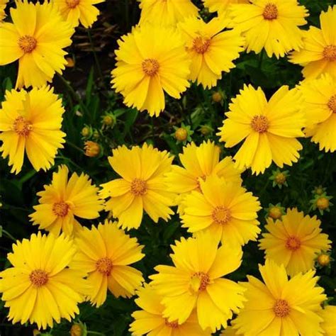 Coreopsis Dwarf Mayfield Seeds – Bright Yellow Winter Blooms for Beds ...