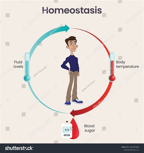 Homeostasis Free Science Lessons 的图像结果