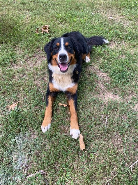Border Collie Bernese Mountain Dog Mix