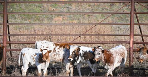 Wichita Mountains Wildlife Refuge 81st Annual Texas Longhorn Cattle ...