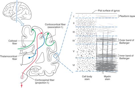 Cerebral Cortex Layers