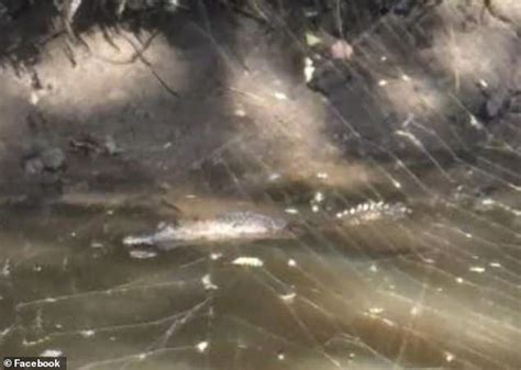 Moment crocodile is spotted in small pond behind a Bunnings more than 1 ...
