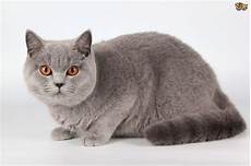 shorthair cat shorthair cat breed information buying advice shorthair cat shorthair cat breed information buying advice