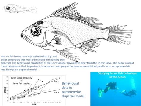Perspectives on Larval Behaviour in Biophysical Modelling of Larval ...