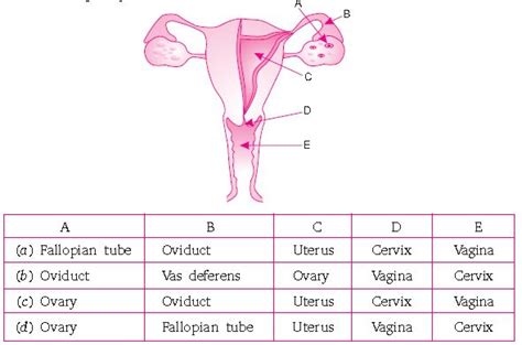 Image result for Reproduction Class 10 Videos