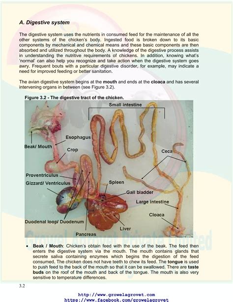 Chicken Anatomy & Physiology | PDF - anatomy of respiratory system in poultry
