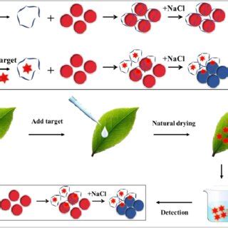 Par Color Development Principle 的图像结果