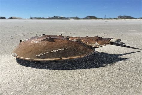 Massensterben japanischer Pfeilschwanzkrebse wegen Wetter