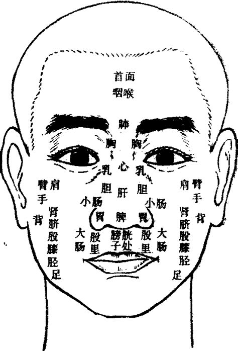 鼻的部位分属-中医学-医学