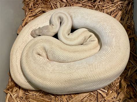 Image result for Super Clown Ball Python