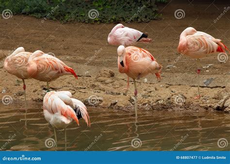 Group of flamingo. stock image. Image of landscape, bird - 68807477