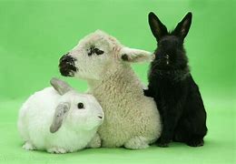 Image result for Rabbit Pet Black White