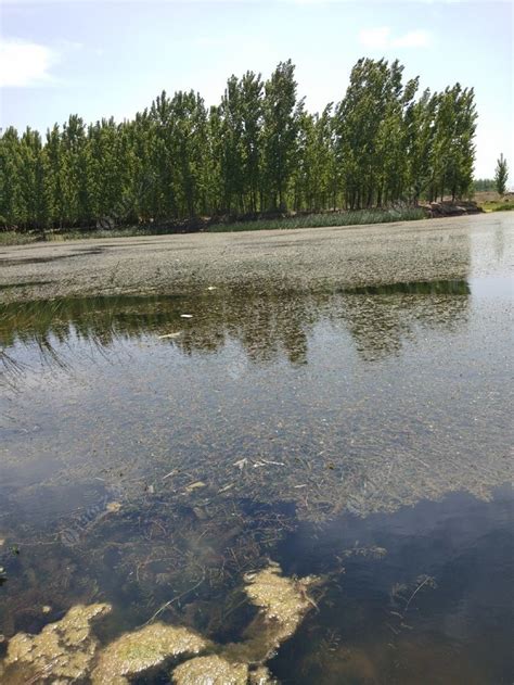 河里常见“6种水草”,虽然能救饥荒、喂家畜,但汛期来了定要除|荇菜|鸭舌草|水白菜_新浪新闻