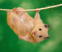 Image result for Real Baby Hamsters