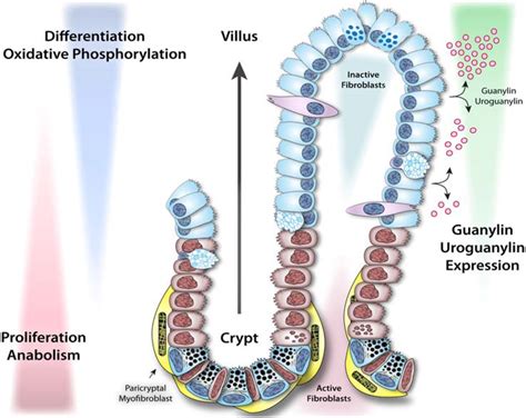 Bacterial Heat-Stable Enterotoxins: Translation of Pathogenic Peptides ...
