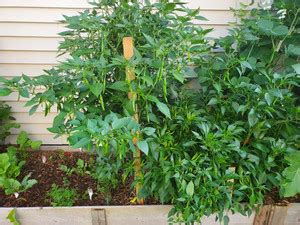 granthi Green HOT Pepper Chilli Seed Price in India - Buy granthi Green ...