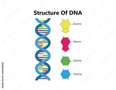Biology DNA and RNA 的图像结果
