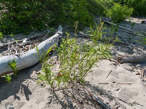 Sandbar Willow