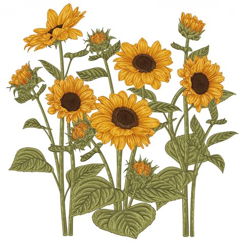 flowers drawing sunflower