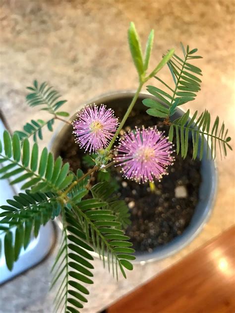 Mimosa Plant | Mimosa plant, Mimosa tree, Plants