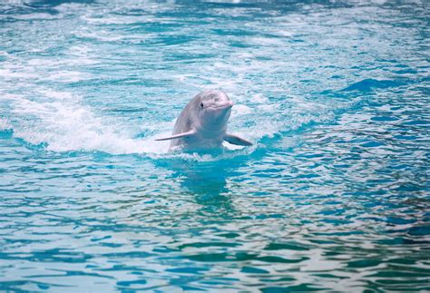 中华白海豚图片-关于海豚的资料和图片
