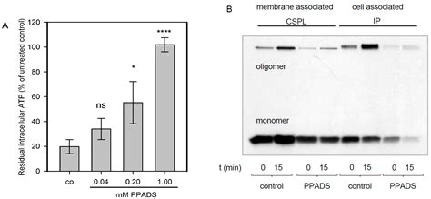 P2X-Receptor Antagonists Inhibit the Interaction of S. aureus Hemolysin ...
