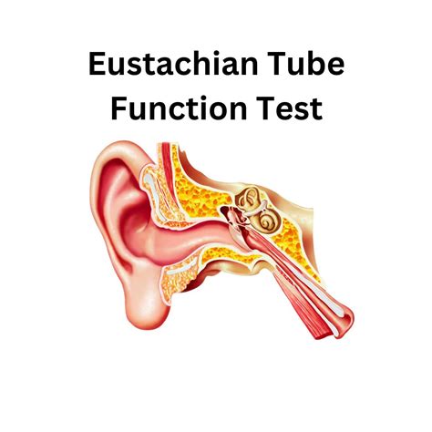 Eustachian Tube Function Test Interpretation at Ronald Dumas blog