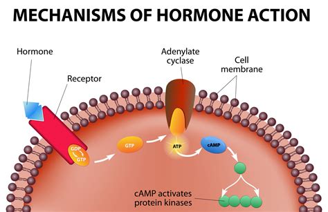 Homeostatic Mechanisms and Cellular Communication - Biology Online Tutorial