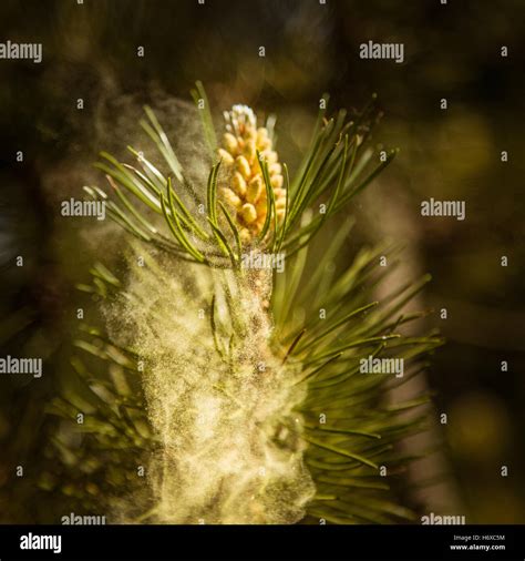 Image result for Pollen Coming Off Tree