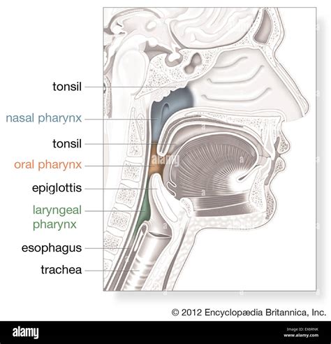Pharynx Anatomie