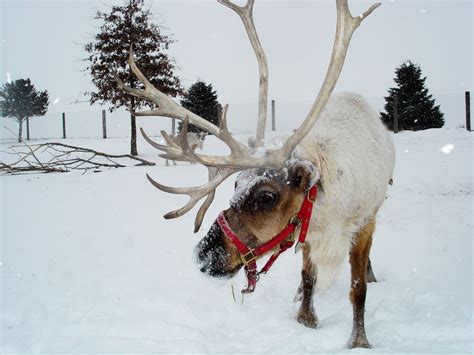 Visit the North Pole in Illinois at Hardy's Reindeer Ranch in Rantoul ...