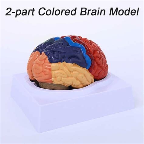 Brain Model 的图像结果