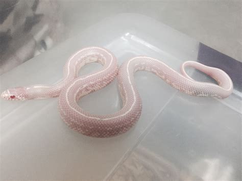 Image result for Python 3D Man