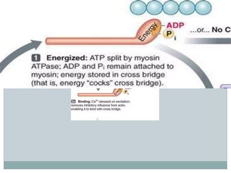 Image result for Exploding Muscle