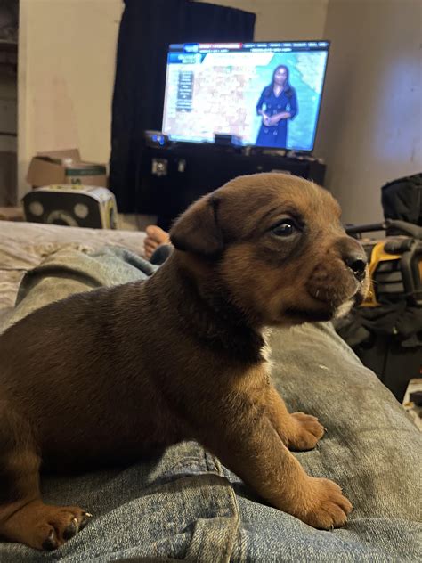 Rottweiler English Bulldog Mix