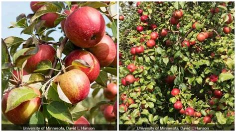 Image result for Identifying Apple Tree Types