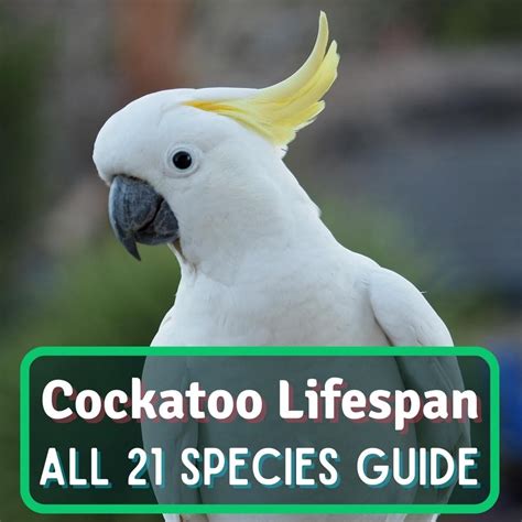 Indian Ringneck Lifespan: All You Need To Know