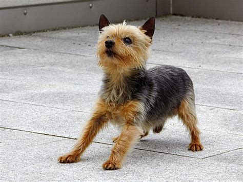 Vegan ernährte Haustiere – Dr. med. Henrich Stiftung