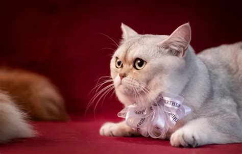 Wallpaper cat, white, cat, look, kitty, portrait, lies, bow for mobile ...