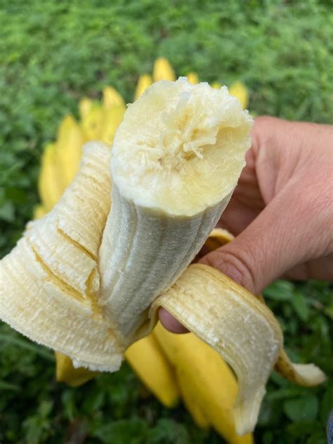 Gros Michel Banana (Big Mike) *PRE-ORDER* – Miami Fruit