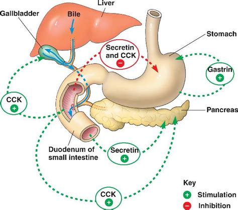 Duodenum Definition 的图像结果