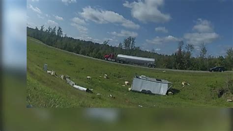 Bodycam video shows deputies’ disbelief after truck carrying monkeys ...