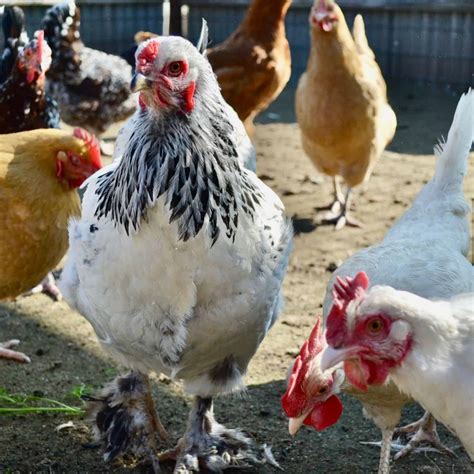 Brahma Chickens | Why Every Chicken Keeper Needs Them - Audrey's Little ...