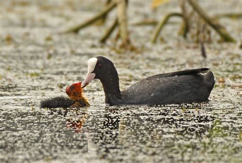 Sirpur Wetland: From Ruination To Ramsar Site Designation | Nature inFocus