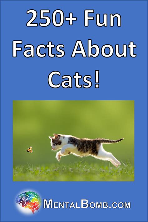 250 Fun Facts About Cats!